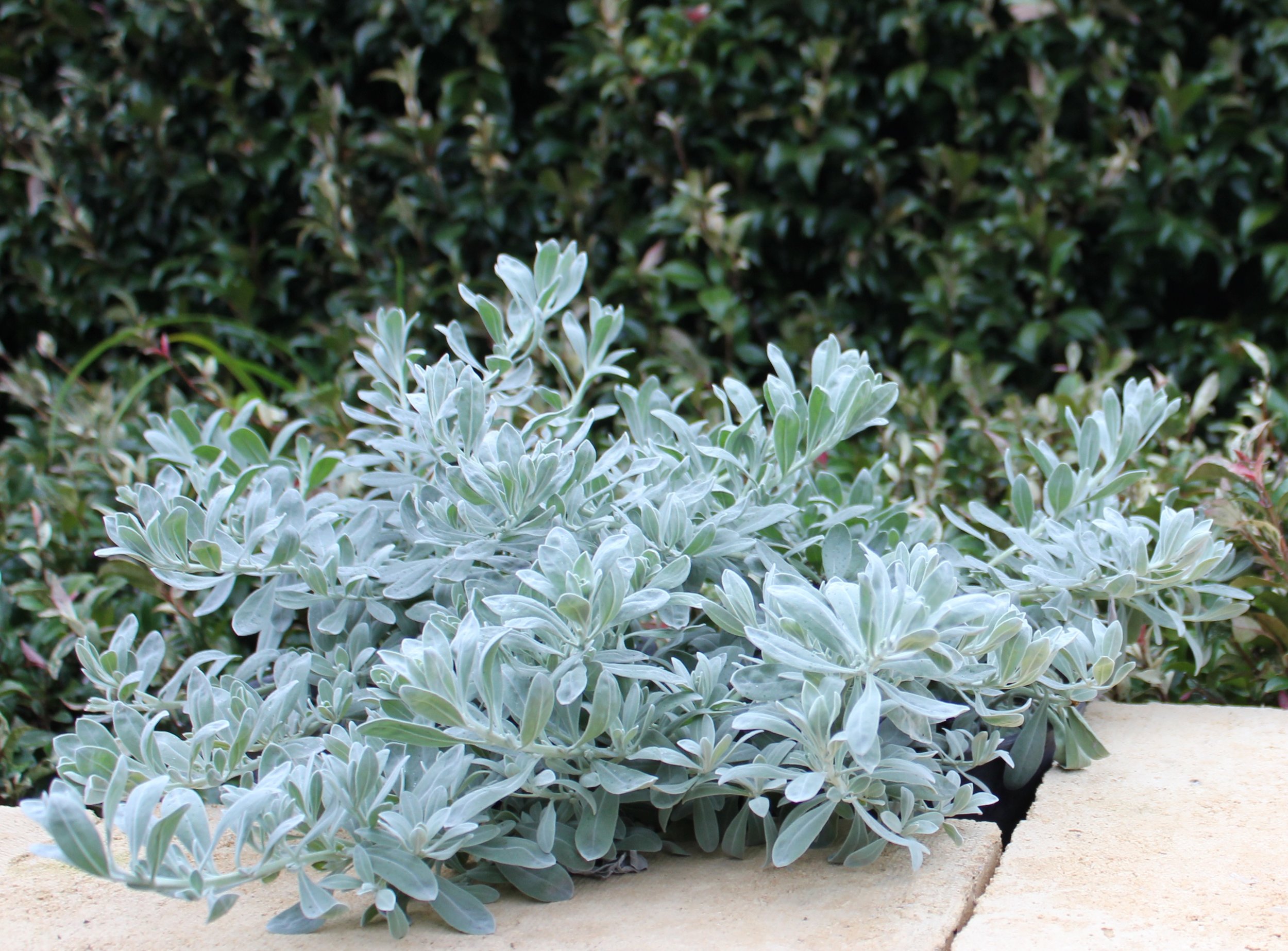 EREMOPHILA Glabra - Grey Horizon — Australian Outback Plants